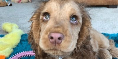 Sevimli köpeğin gerçek olduğuna inanmıyorlar