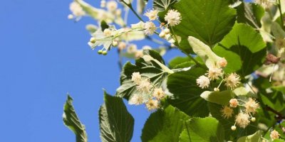 İstanbullular ‘ıhlamur’ dedi
