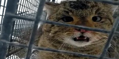 Balıklarını çalan hırsız, yaban kedisi çıktı