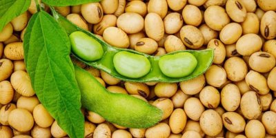 Soya fasülyesinin faydaları nelerdir?