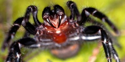 Bir insanı 10 dakikada öldürebilen örümcekler bela oldu!