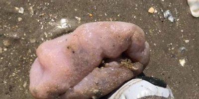 Sosyal medya bu canlıyı konuşuyor!