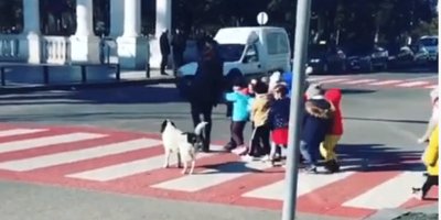 Karşıdan karşıya geçen çocukları koruyan köpek