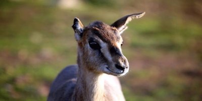 Hatay'da dağ ceylanı gazella gazella popülasyonunda artış