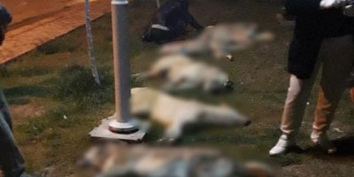 Ankara'daki köpek katliamına 10'ar yıl hapis cezası verildi