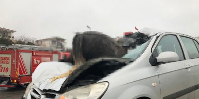 İstanbul’da korkunç kaza: 3 at öldü