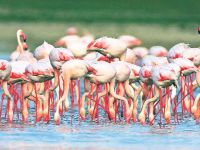 Flamingolar gelmeye başladı