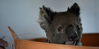 Avustralya'da yangınlar yetmedi: Kerestecilik için koala katliamı