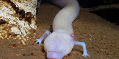 Bilim insanları tembel bir semender keşfetti: 7 yıldır hareket etmiyor