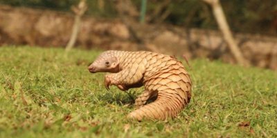 Corona virüsü salgınının asıl sebebi bulundu!