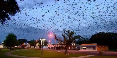 Avustralya'da bir kasaba yarasa istilasına uğradı