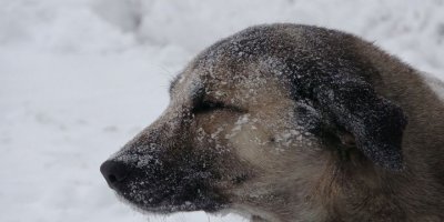 Ardahan’da Sibirya soğukları: En düşük sıcaklık -31.8 ile Göle'de