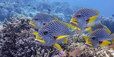 Okyanuslardaki azalan oksijen su altı yaşamını tehdit ediyor