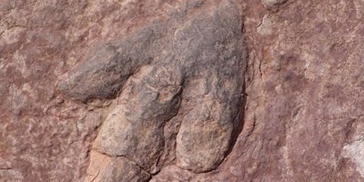 Kanada’da 11 milyon yıllık ‘ölüm meleği’ fosili bulundu