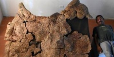 Güney Amerika'da araba büyüklüğünde kaplumbağa fosili bulundu