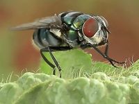 Sineklerin tahmin edilenden daha fazla mikrop taşıdığı ortaya çıktı