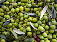 Zeytin bu sene verim vermedi