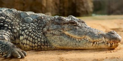 ABD'de bodrum katında yaşayan 25 yaşında timsah bulundu