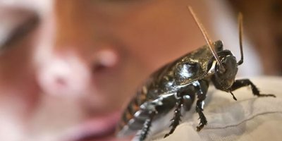 Myanmar'da dinozor çağından kalma hamam böcekleri bulundu