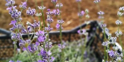 Lavantalar alternatif tıbbın vazgeçilmezleri arasına girdi