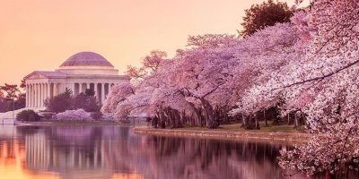 En güzel kiraz çiçeklerini görebileceğiniz 10 şehir