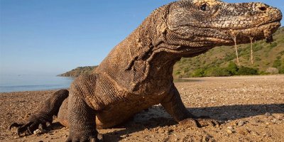 Bakire komodo ejderi 3 yavru dünyaya getirdi