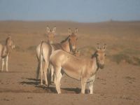 Hindistan'da eşekler hapsedildi