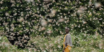 BM: Çöl çekirgeleri yeniden üremeye başladı