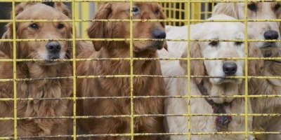 Çin'de kedi ve köpek satışı yasaklanacak