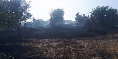 100 adet akasya ağacı yandı