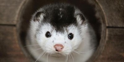 Avrupa’nın göbeğinde vizon paniği: İnsanlara corona bulaştırmışlar