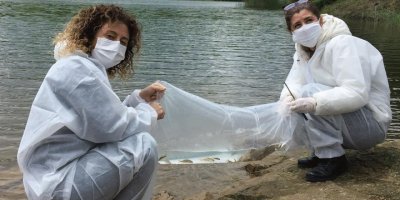 İstanbul'da göletlere 60 bin yavru sazan bırakıldı