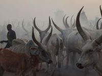 Güney Sudan'da sığır hırsızları hayvancılık yapan kabileye saldırdı: 40 ölü