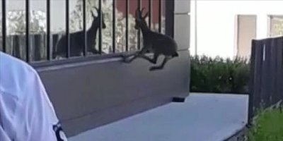 Elazığ'da yavru dağ keçisi hastane bahçesinde görüntülendi