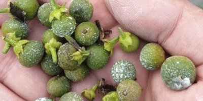 Afrika sıcakları ve fırtına, narenciye ile zeytini vurdu