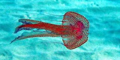 Biyologlar Derneği: “Denizlerin ısınması ve kirlilik, denizanası sorunu yaratıyor”