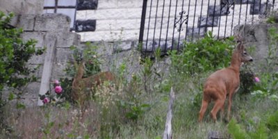 Rize'de mahalleye inen karacalar görüntülendi