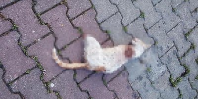 Bacakları kesik kedinin nasıl öldüğü ortaya çıktı!