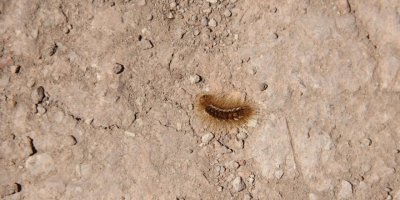 Sivas'ta ormanlık alanı istila eden tırtıllar 6 köyü tehdit ediyor