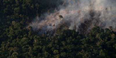 Brezilya'da Amazon'daki ormansızlaşma salgın döneminde artış gösterdi