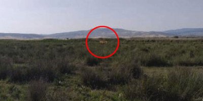 Çorum'da 'aslan' iddiası! 4 büyükbaşı telef etti! Ekipler harekete geçti...