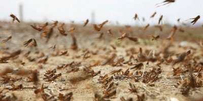 Amanos Dağları'ndaki 3 yaylada çekirge istilası