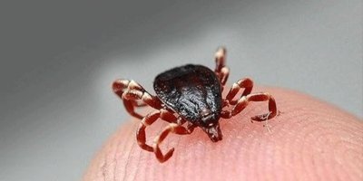 Kene can almaya devam ediyor, Sivas'ta 7. ölüm