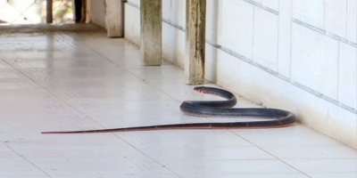 "Zehirli yılanlar gece çıkıyor, sahillerde ayakkabıyla dolaşın"