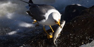 Bu balıkları avlamak sadece martılara serbest