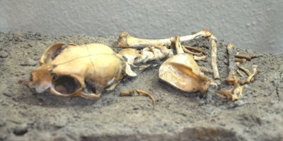 İstanbul'un en eski evcil hayvanları