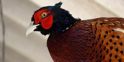 Keneyle mücadelede 600 sülün doğaya salınacak