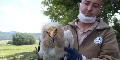 Akbabaya, Afrika’dan 5 bin kilometre uçarak geldiği Eskişehir’de tedavi