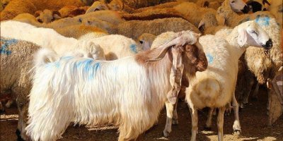 Kurban Bayramı ne zaman?