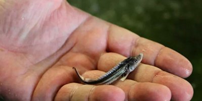 Rusya’da Don Nehri’ne 12 yıl sonra ilk kez beluga balığı yavruları bırakıldı
